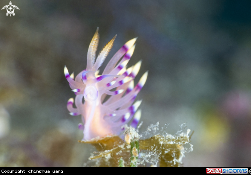 A Coryphellina exoptata 