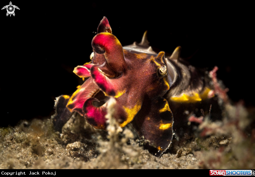 A Flamboyant cuttlefish