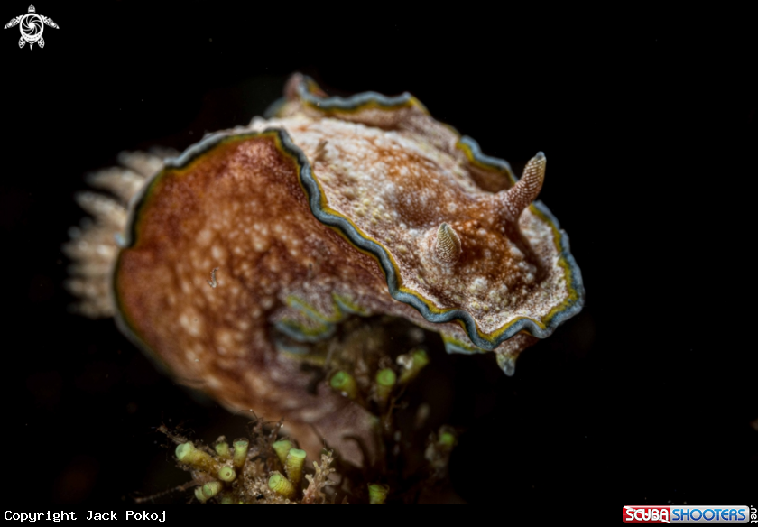 A Glossodoris acosti 