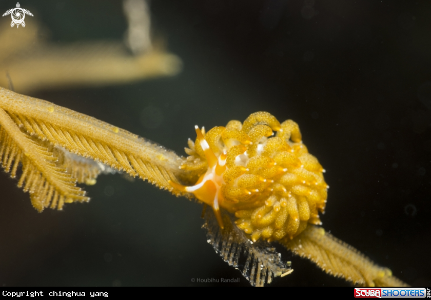 A golden nudi