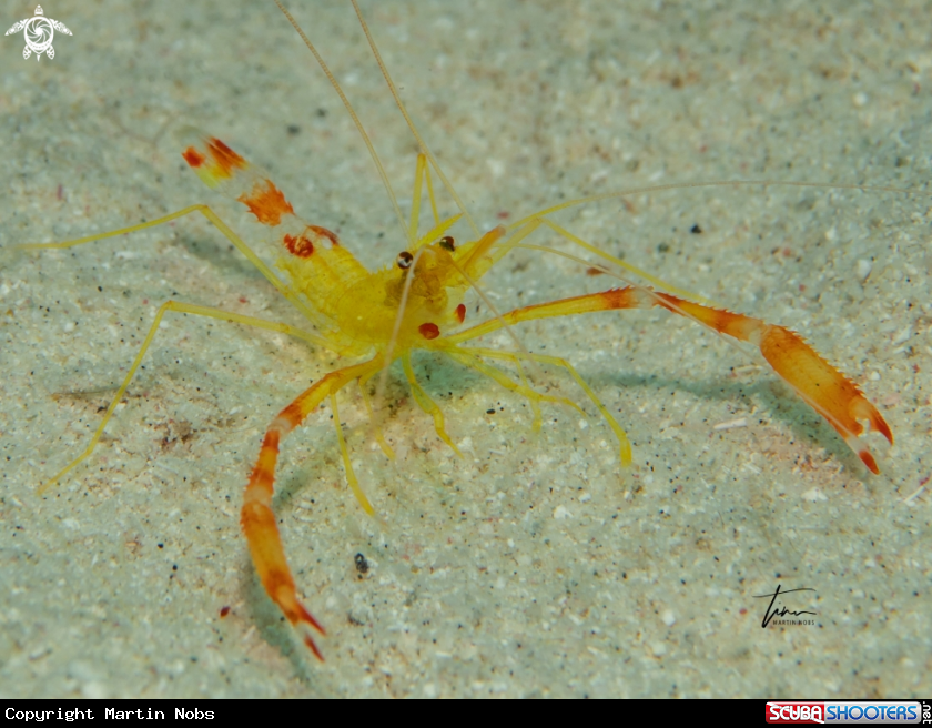 A Golden coral shrimp