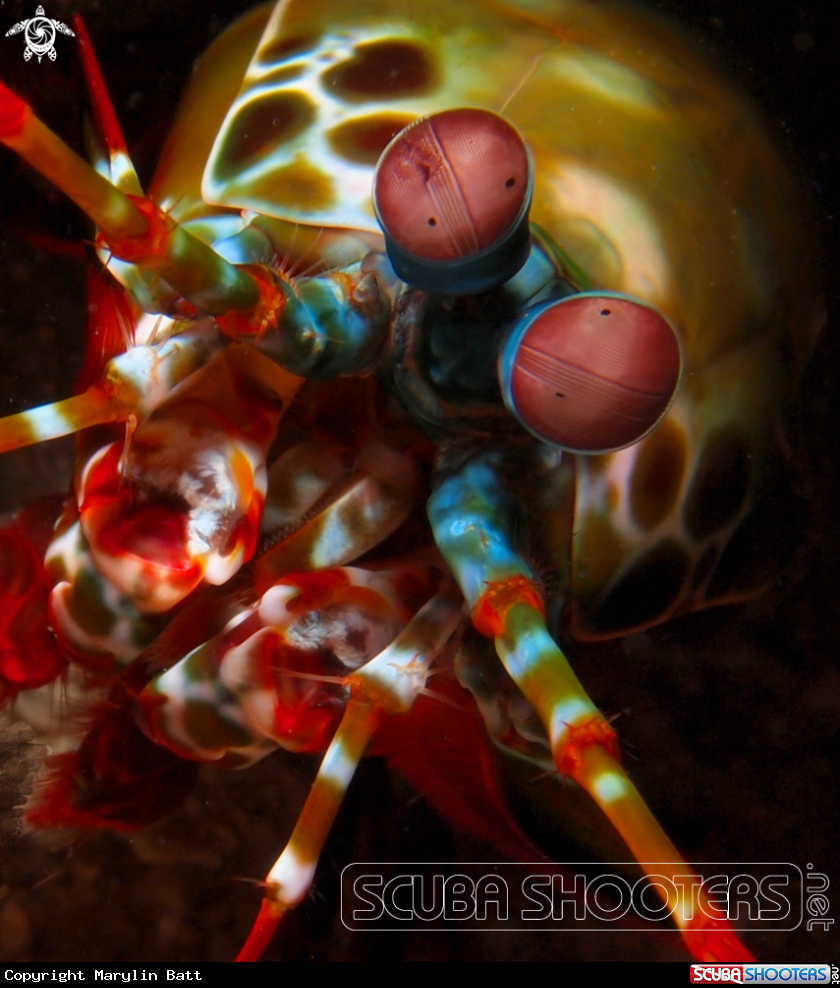 A Peacock Mantis Shrimp