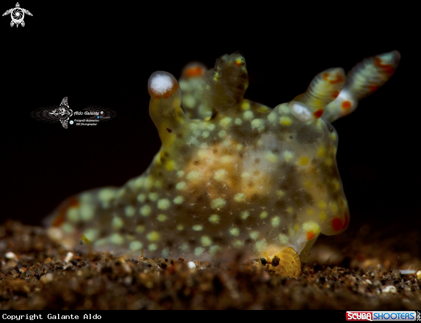 A Nudibranch
