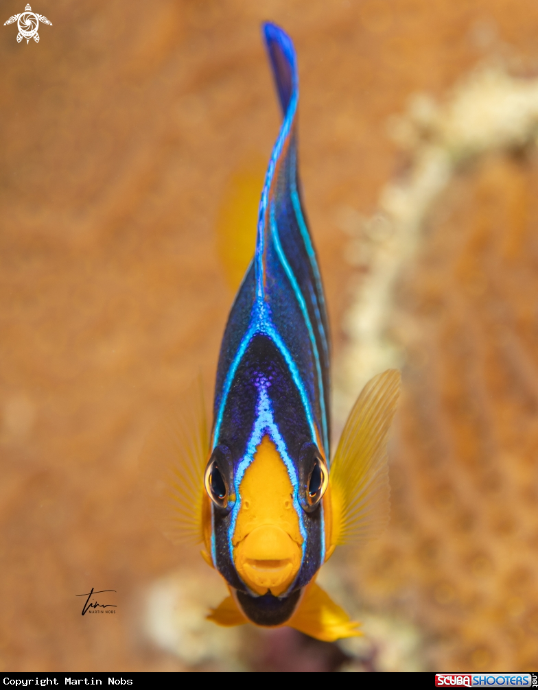 A Queen Angelfish