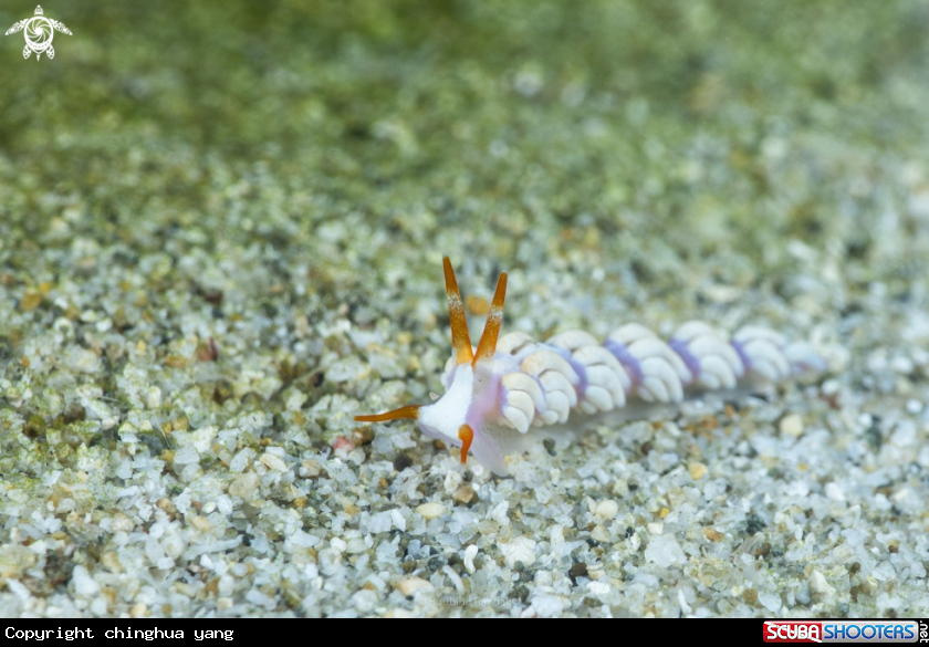 A nudibrach