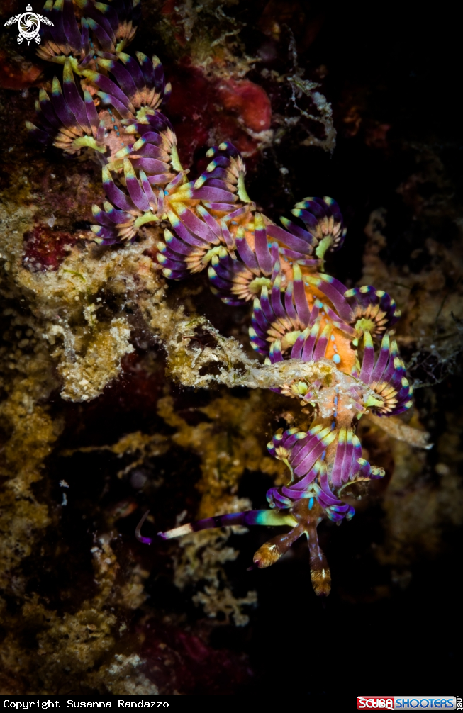 A Aeolid nudibrach