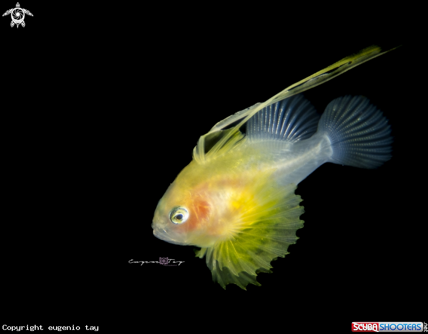 A Soap fish