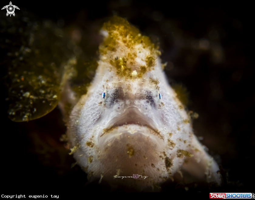 A Frogfish