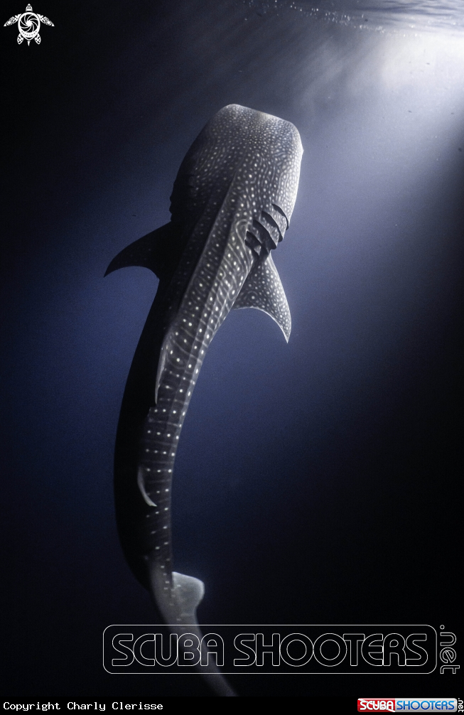 A Whaleshark