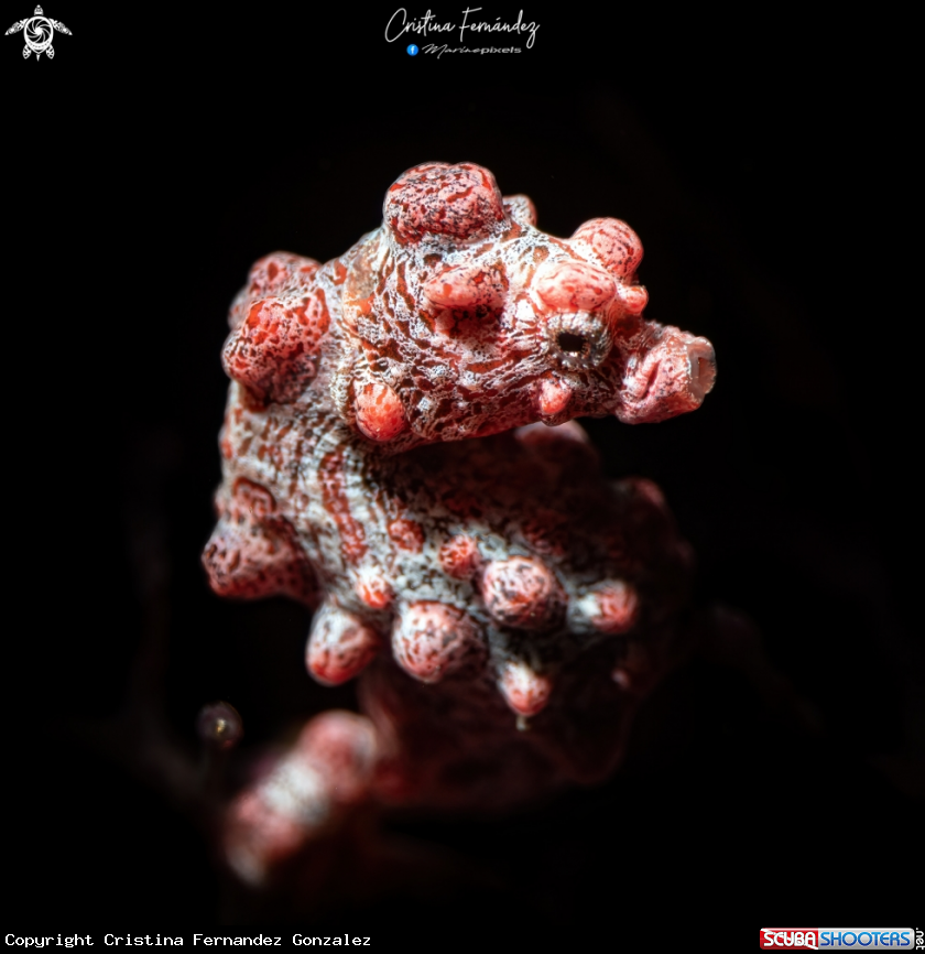 A Pygmy seahorse
