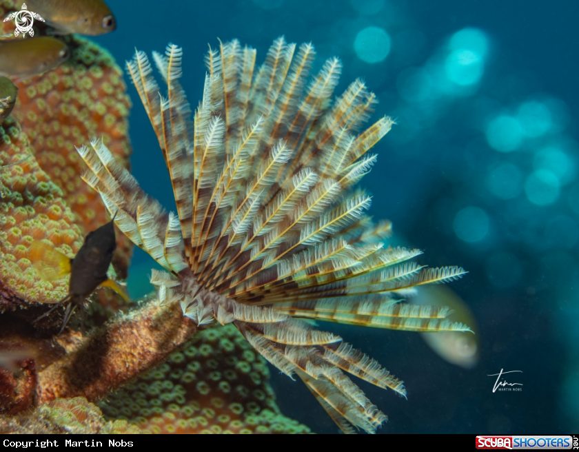 A Feather duster worm