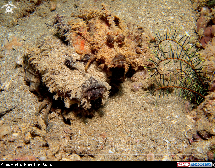 A Spiney Devil Fish