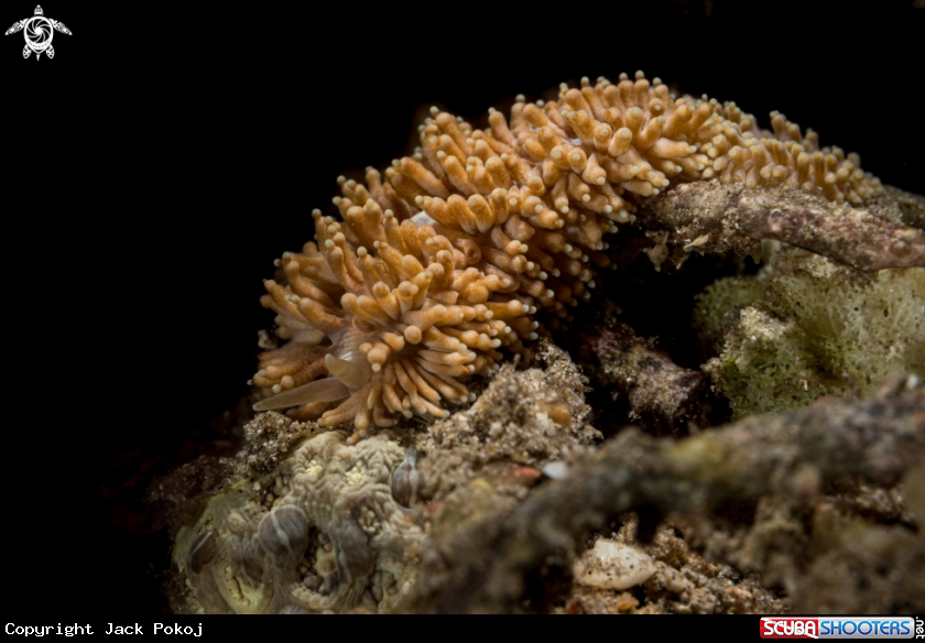 A Phestilla melanobrachia