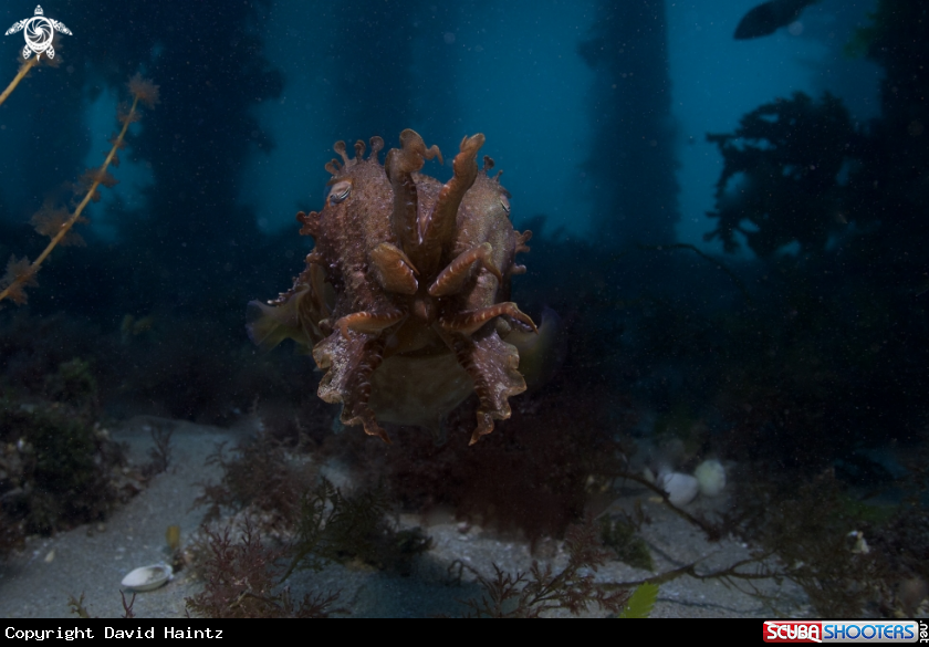A Cuttlefish
