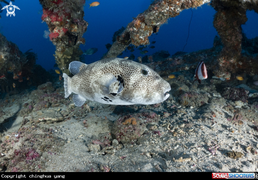 A puffer fish