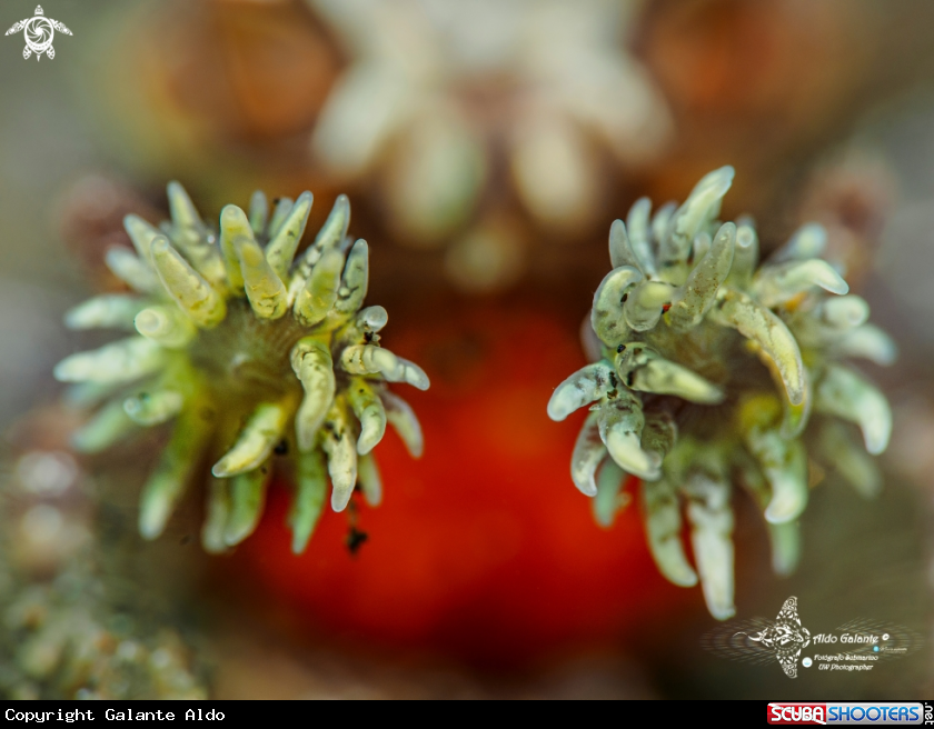 A Boxer Crab