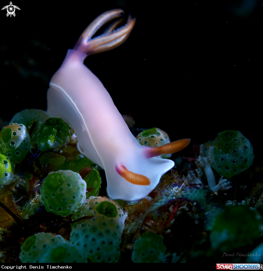 A NUDIBRANCH