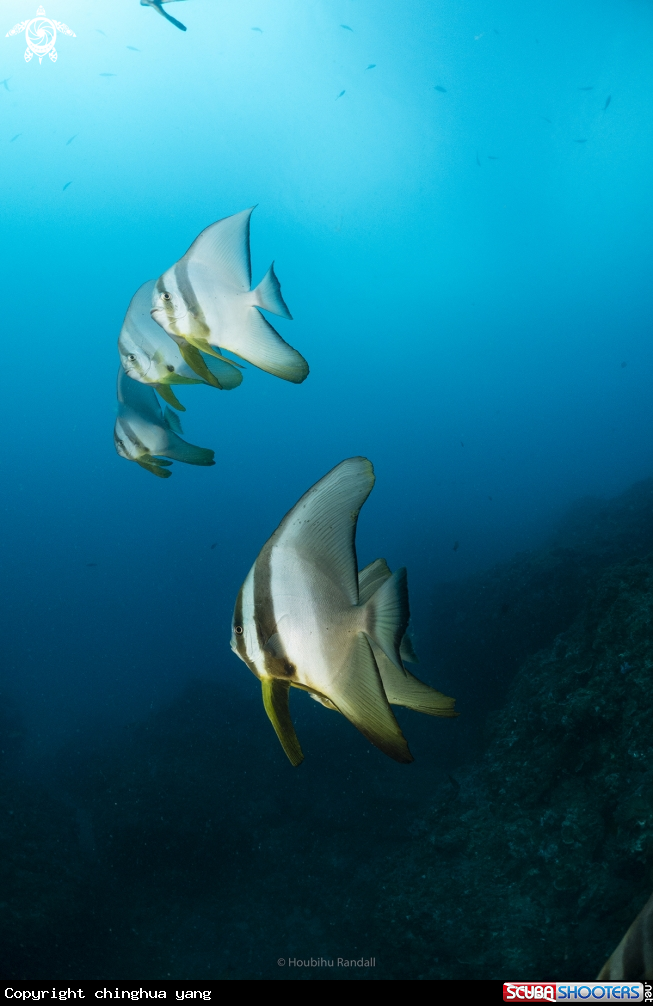 A batfish