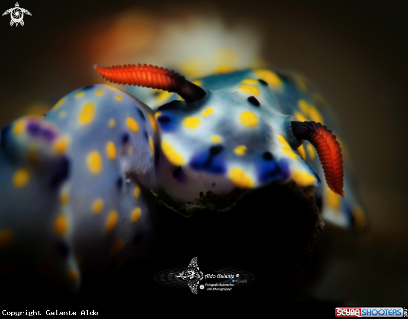 A Nudibranch