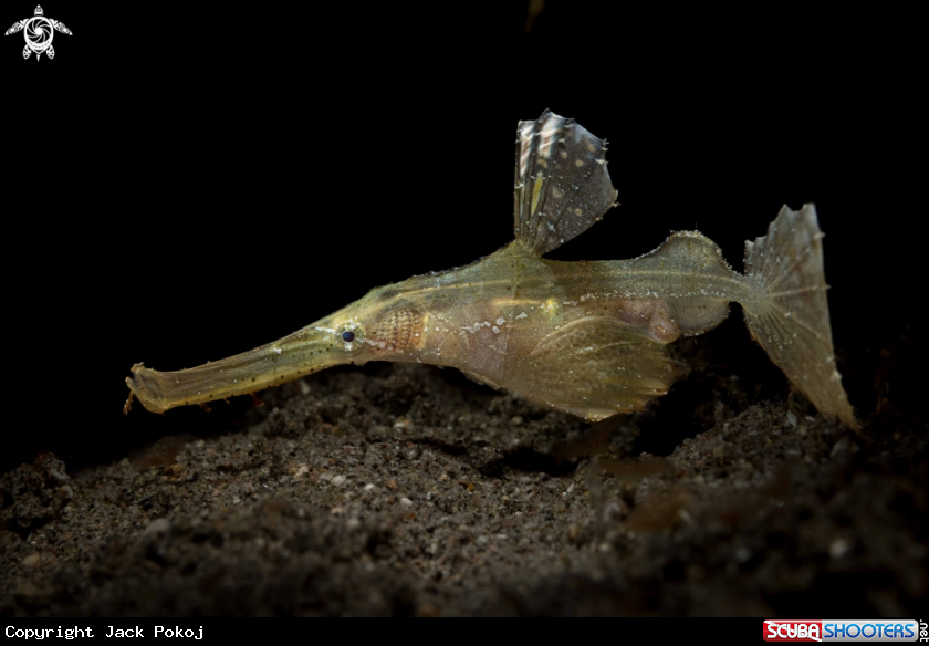 A Robust Ghost Pipefish