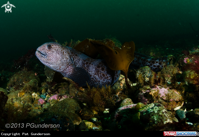 A Sub Adult Wolf Eel