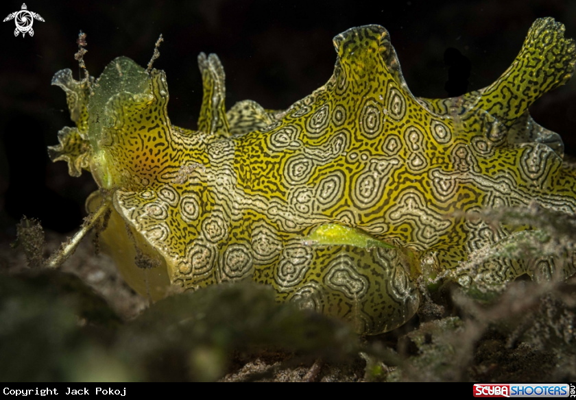A Syphonota geographica