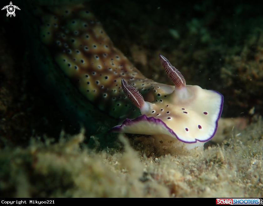 A Nudibranch