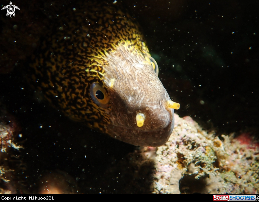 A Moray Eel 