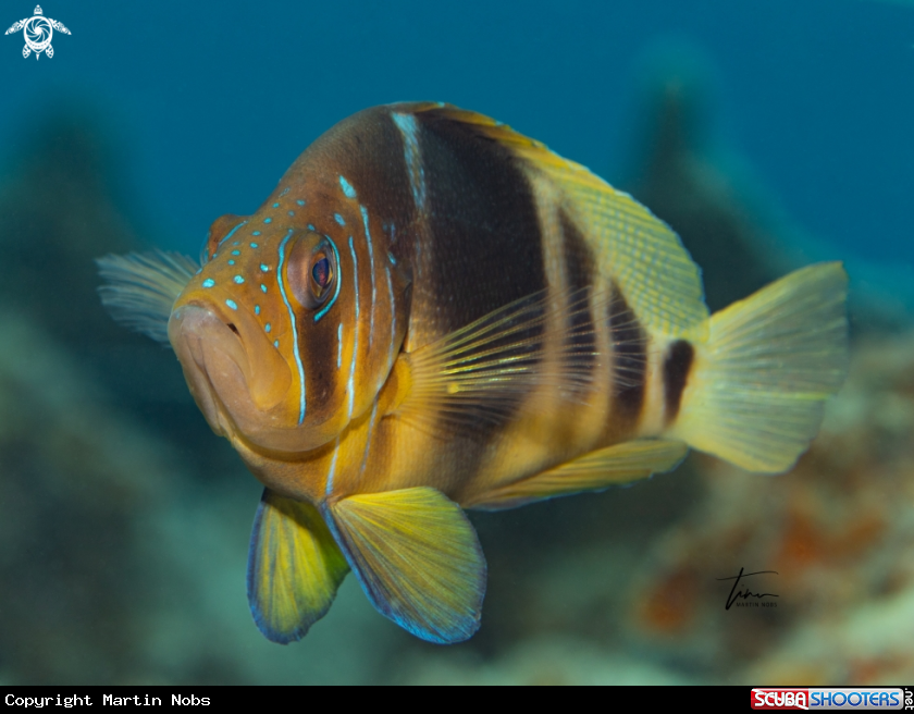 A Barred Hamlet