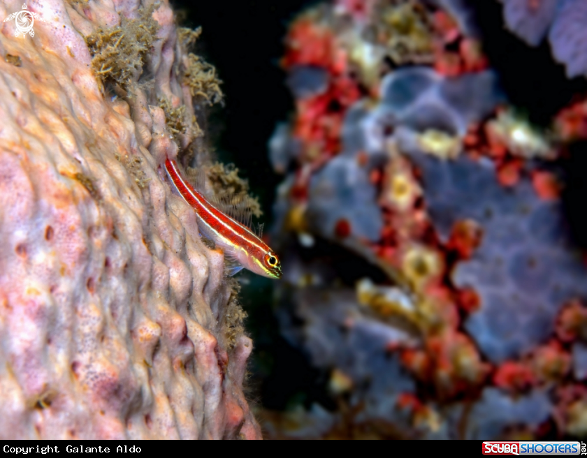 A Tropical Striped Triplefin Fish