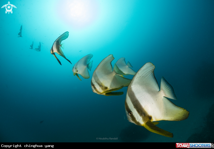 A batfish