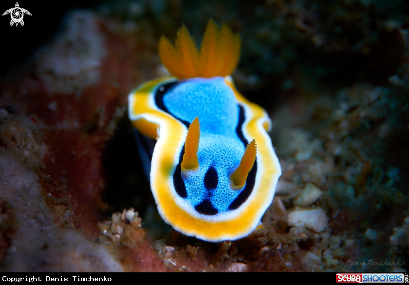 A NUDIBRANCH