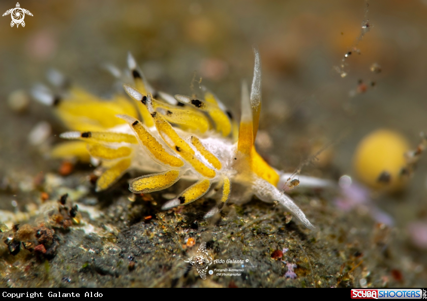 A Nudibranch