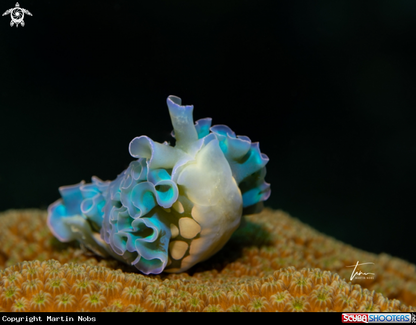 A Lettuce sea slug