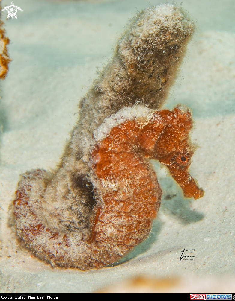 A Seahorse
