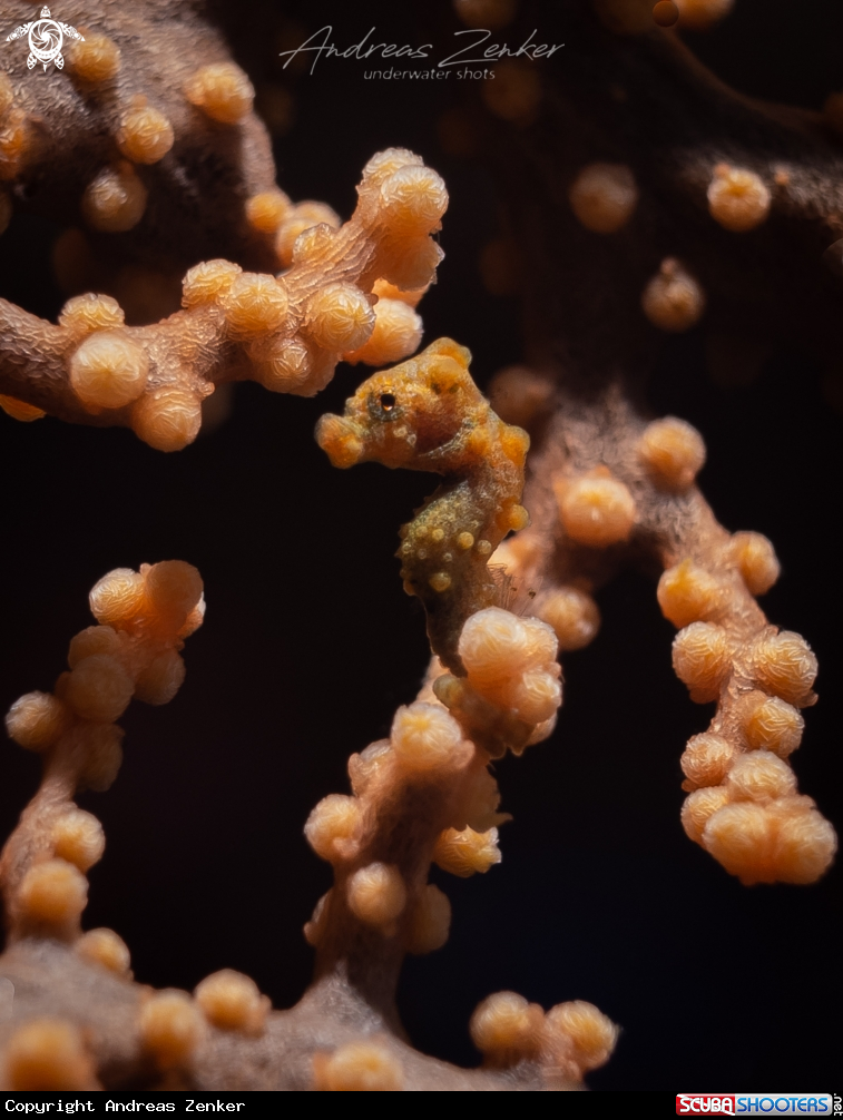 A Pygmy seahorse