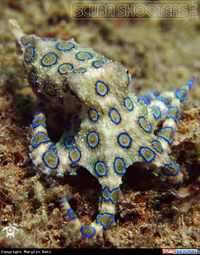 A Blue Ringed Octopus