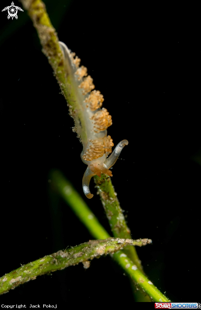 A Moridilla brockii