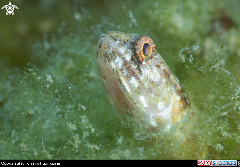 A lizardfish