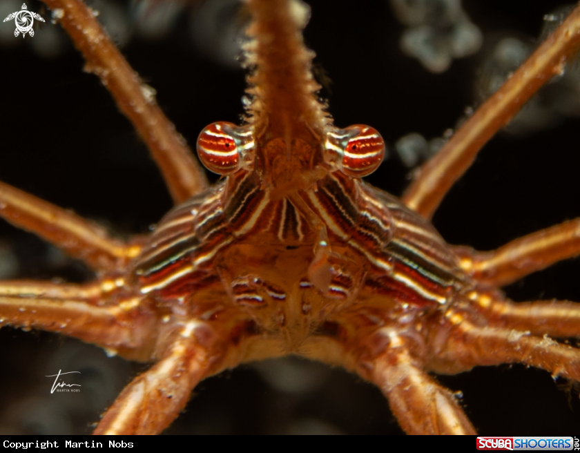 A Arrow crab