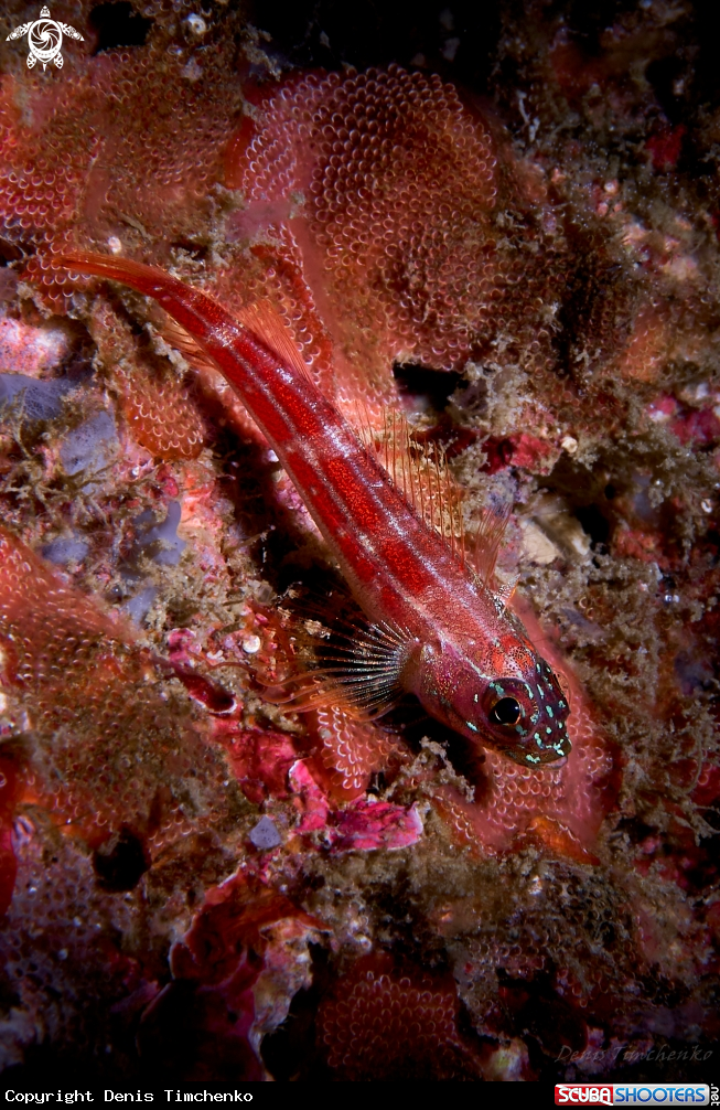 A GOBY
