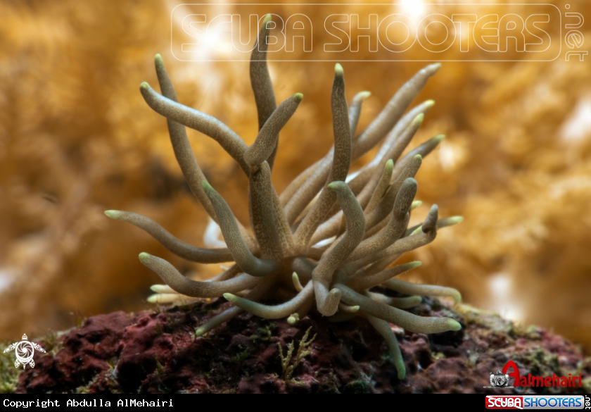A Phyllodesmium briareum