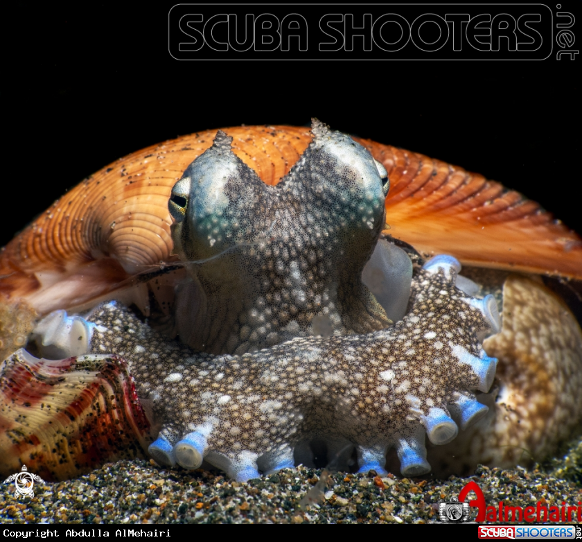 A Coconut  Octopus