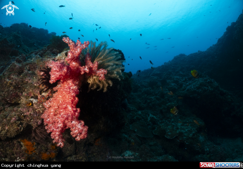 A softcoral