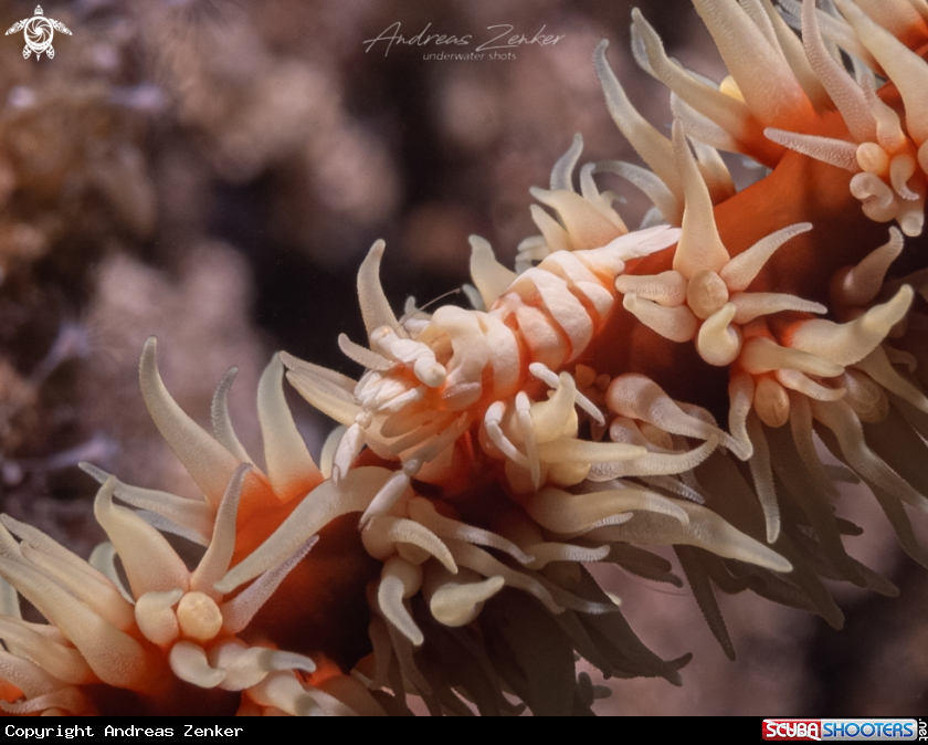 A Whip coral shrimp