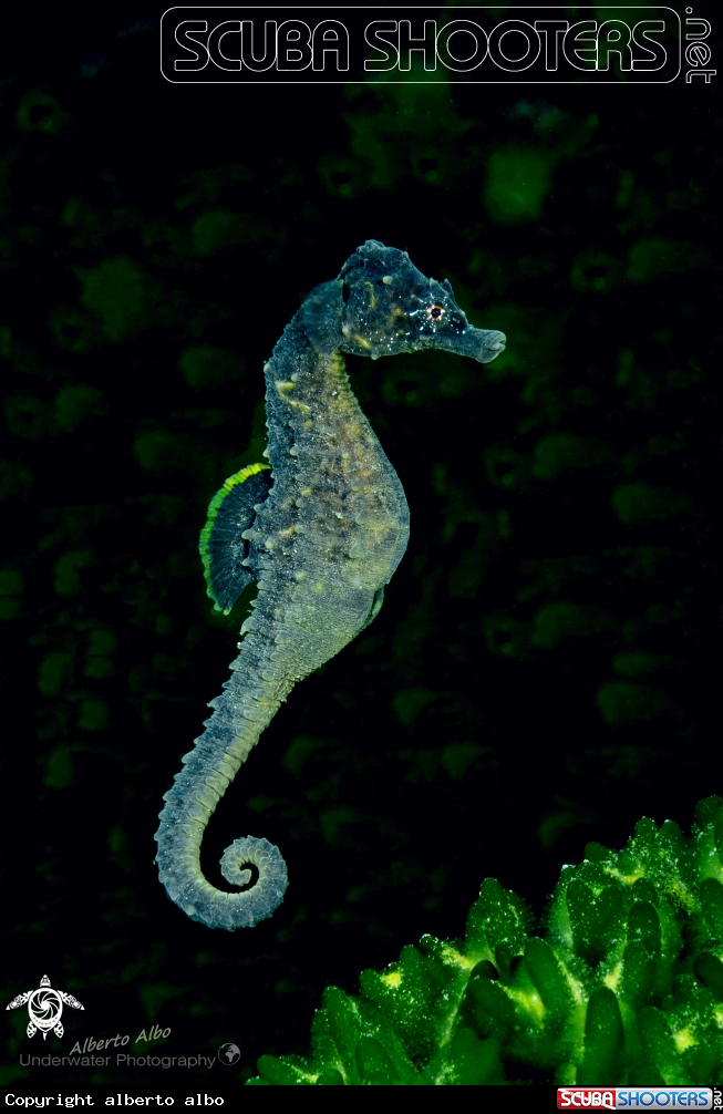 A Hippocampus