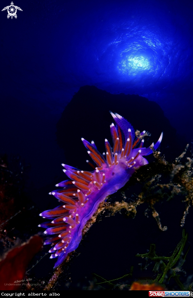 A Nudibranqeo