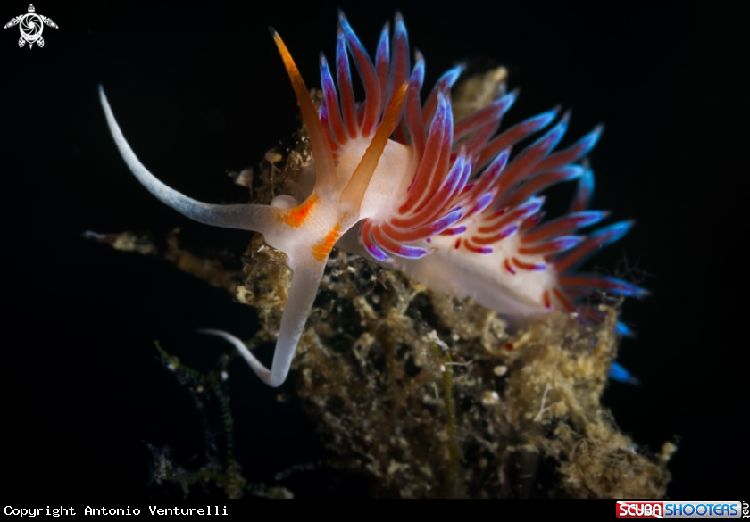 A Cratena peregrina nudibranch