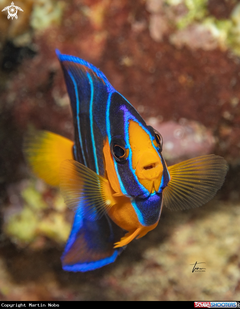 A Queen Angelfish