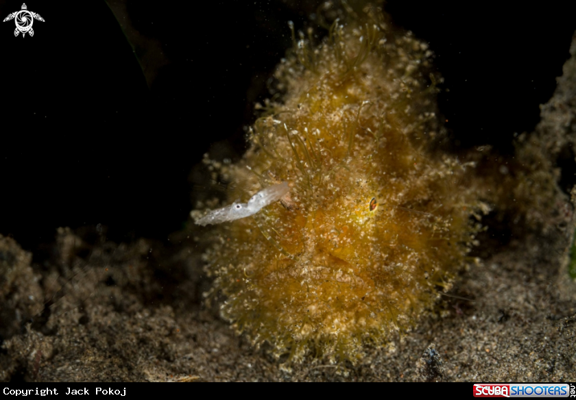 A Hairy Frogfish